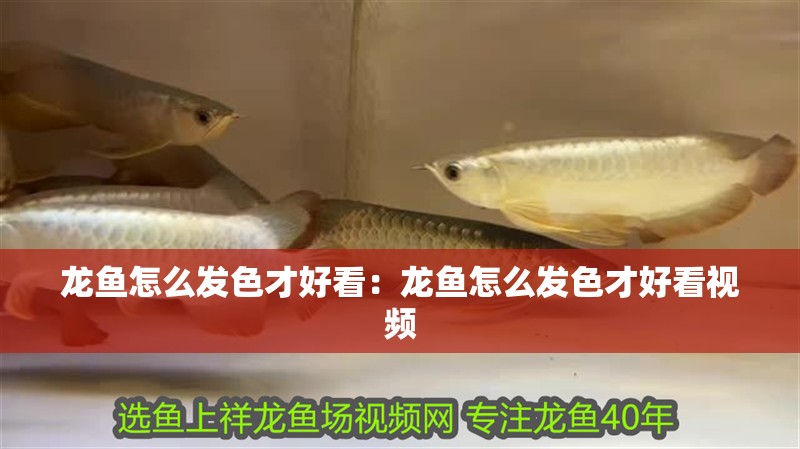 龍魚怎么發色才好看：龍魚怎么發色才好看視頻