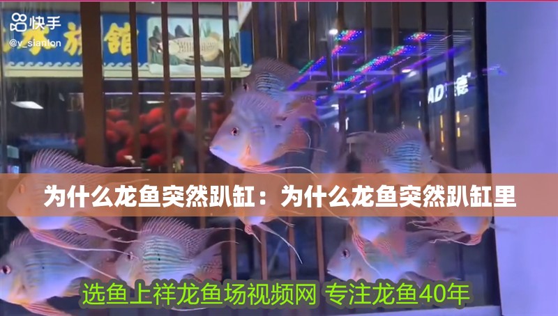 為什么龍魚突然趴缸：為什么龍魚突然趴缸里