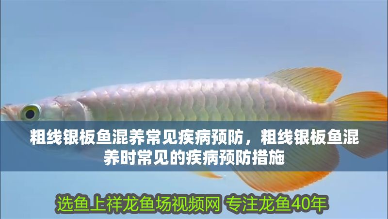 粗線銀板魚混養常見疾病預防，粗線銀板魚混養時常見的疾病預防措施