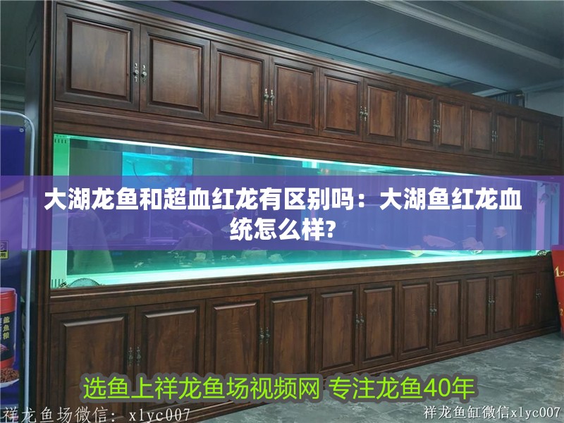大湖龍魚和超血紅龍有區別嗎：大湖魚紅龍血統怎么樣?