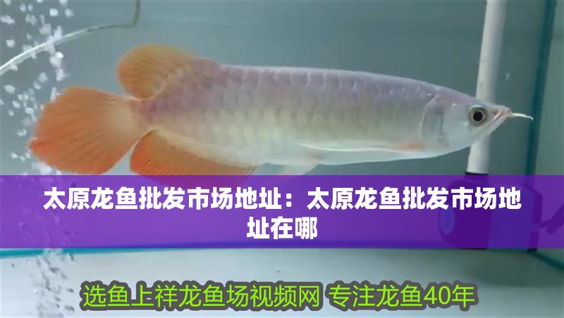 太原龍魚批發(fā)市場地址：太原龍魚批發(fā)市場地址在哪