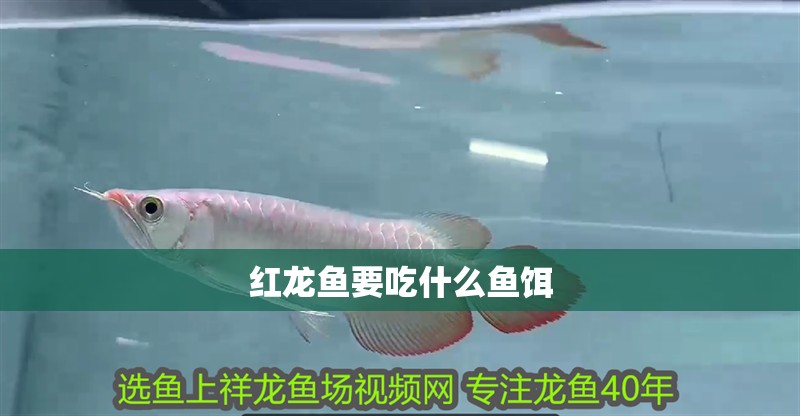 紅龍魚要吃什么魚餌