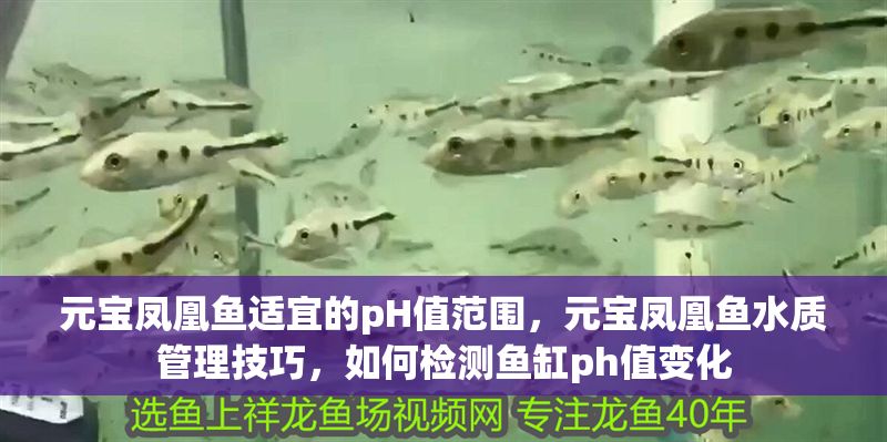 元寶鳳凰魚適宜的pH值范圍，元寶鳳凰魚水質(zhì)管理技巧，如何檢測魚缸ph值變化