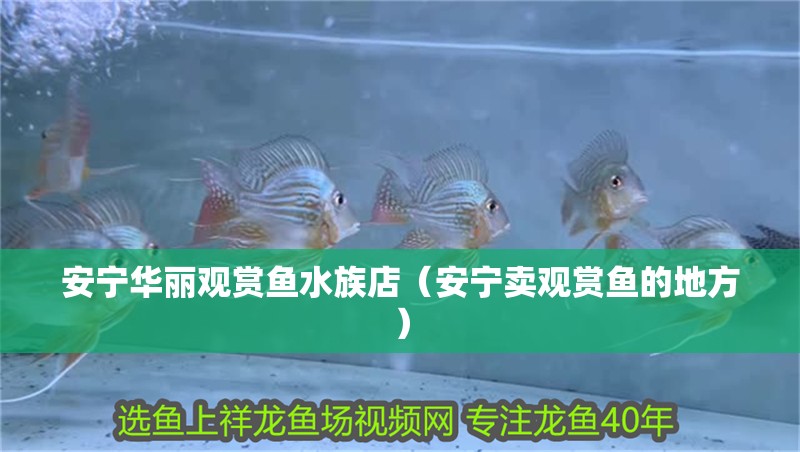 安寧華麗觀賞魚水族店（安寧賣觀賞魚的地方） 安寧華麗觀賞魚水族店（安寧賣觀賞魚的地方） 全國水族館企業名錄 第2張
