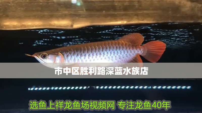市中區勝利路深藍水族店