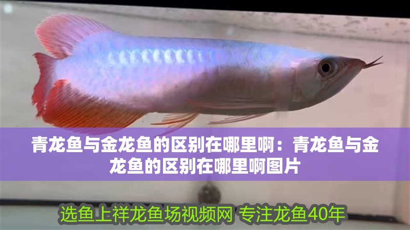 青龍魚與金龍魚的區別在哪里啊：青龍魚與金龍魚的區別在哪里啊圖片