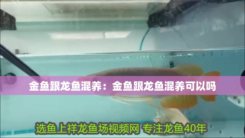 金魚跟龍魚混養：金魚跟龍魚混養可以嗎