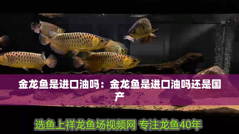 金龍魚是進口油嗎：金龍魚是進口油嗎還是國產