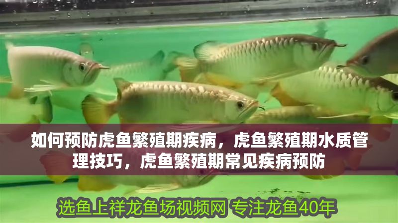 如何預防虎魚繁殖期疾病，虎魚繁殖期水質管理技巧，虎魚繁殖期常見疾病預防