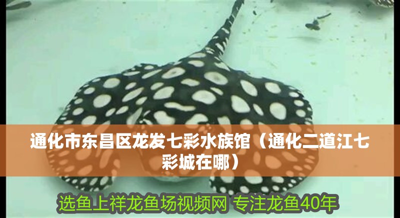 通化市東昌區(qū)龍發(fā)七彩水族館（通化二道江七彩城在哪） 通化市東昌區(qū)龍發(fā)七彩水族館（通化二道江七彩城在哪） 全國水族館企業(yè)名錄 第2張