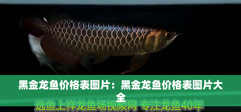 黑金龍魚價格表圖片：黑金龍魚價格表圖片大全