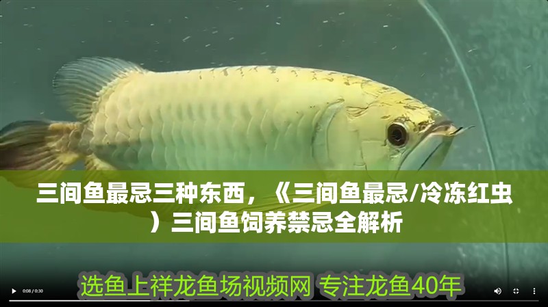 三間魚最忌三種東西，《三間魚最忌/冷凍紅蟲）三間魚飼養禁忌全解析