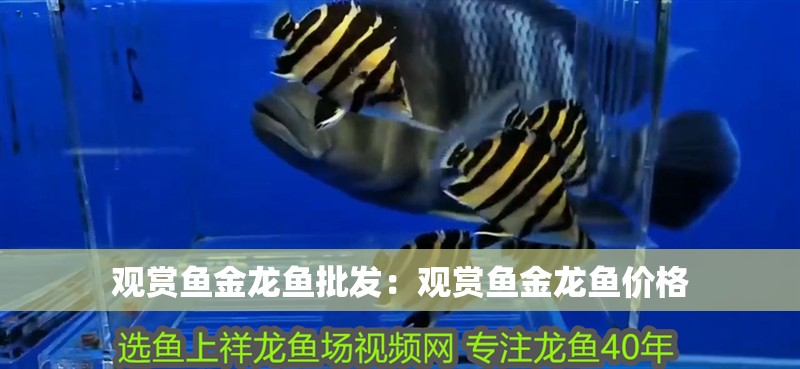 豬鼻龜為什么不讓賣了(豬鼻龜不讓賣了嗎)