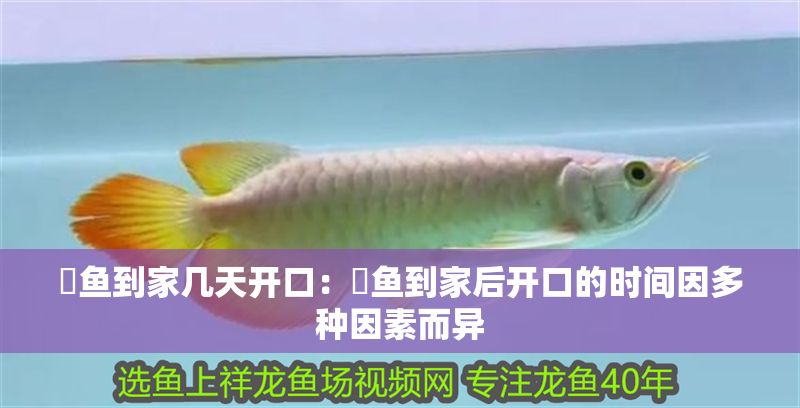 魟魚到家幾天開口：魟魚到家后開口的時間因多種因素而異