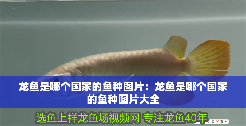 龍魚是哪個國家的魚種圖片：龍魚是哪個國家的魚種圖片大全