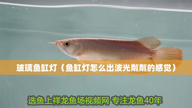 玻璃魚缸燈（魚缸燈怎么出波光粼粼的感覺）