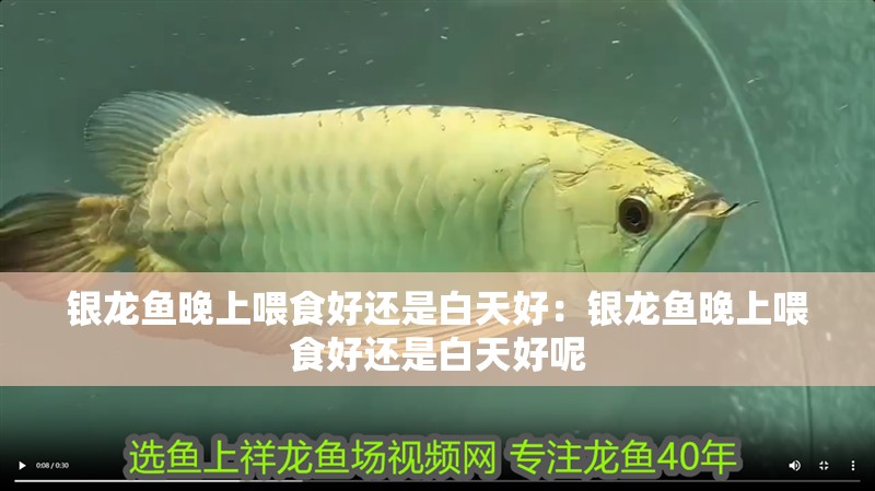 銀龍魚晚上喂食好還是白天好：銀龍魚晚上喂食好還是白天好呢