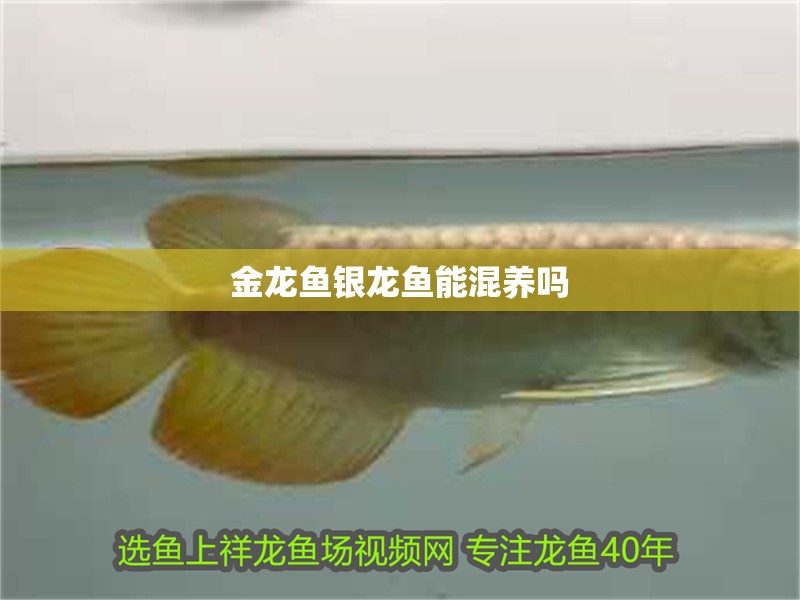 金龍魚銀龍魚能混養嗎