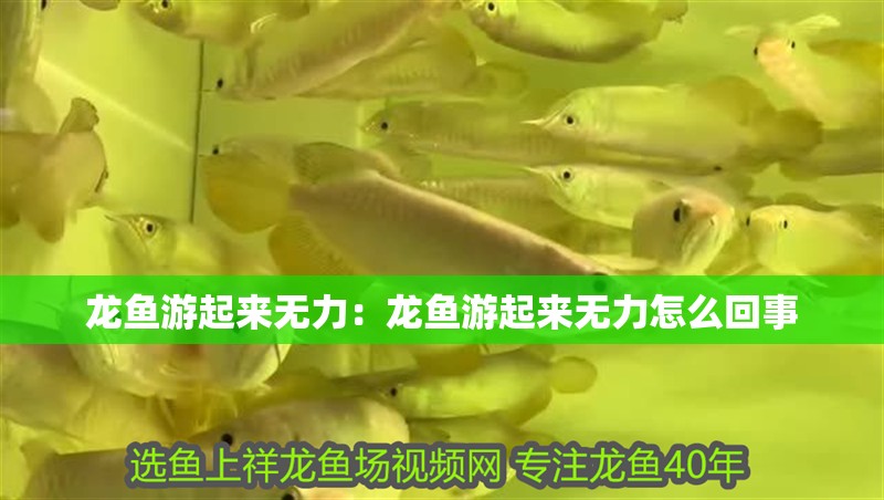 龍魚游起來無力：龍魚游起來無力怎么回事