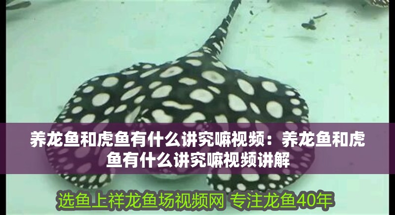 養龍魚和虎魚有什么講究嘛視頻：養龍魚和虎魚有什么講究嘛視頻講解