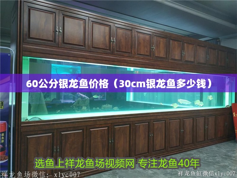 60公分銀龍魚價格（30cm銀龍魚多少錢）