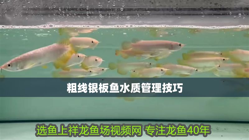 粗線銀板魚水質管理技巧