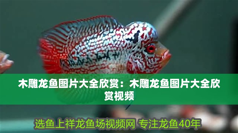 木雕龍魚圖片大全欣賞：木雕龍魚圖片大全欣賞視頻 木雕龍魚圖片大全欣賞：木雕龍魚圖片大全欣賞視頻 水族問答
