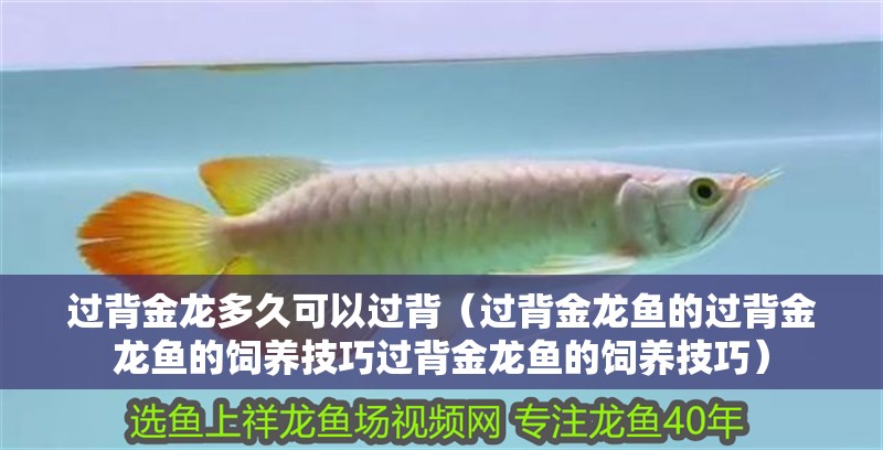過背金龍多久可以過背（過背金龍魚的過背金龍魚的飼養技巧過背金龍魚的飼養技巧）