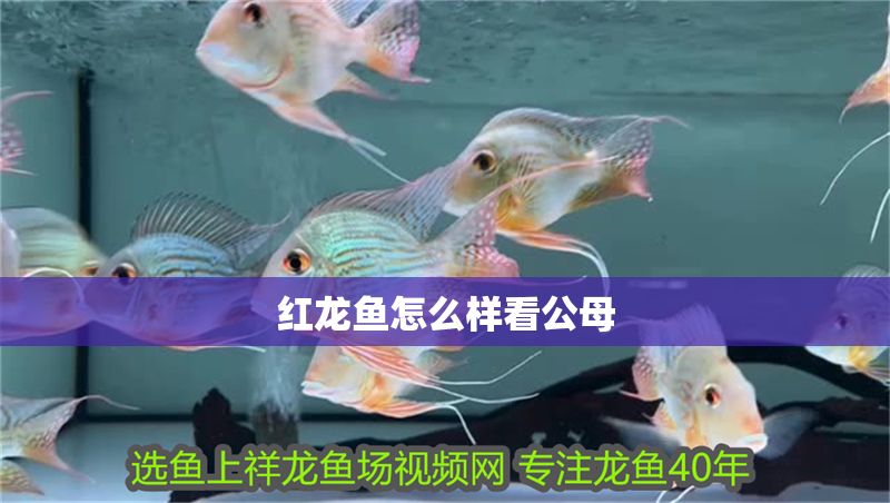 紅龍魚怎么樣看公母