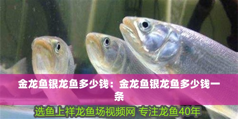 金龍魚銀龍魚多少錢：金龍魚銀龍魚多少錢一條