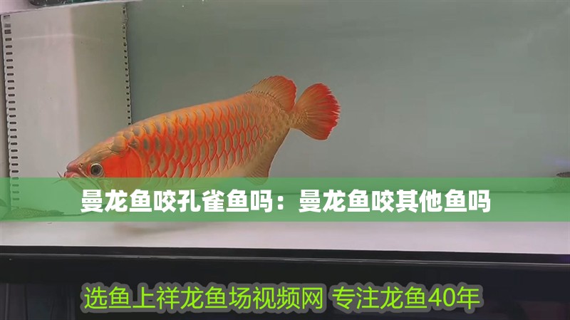 曼龍魚咬孔雀魚嗎：曼龍魚咬其他魚嗎