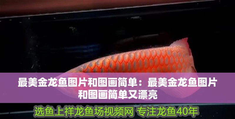 最美金龍魚圖片和圖畫簡單：最美金龍魚圖片和圖畫簡單又漂亮