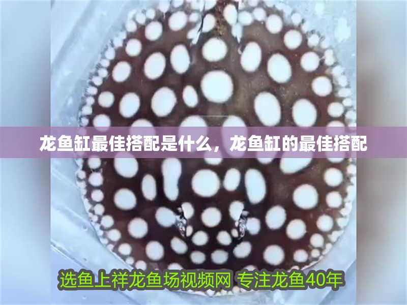 龍魚缸最佳搭配是什么，龍魚缸的最佳搭配 龍魚缸最佳搭配是什么，龍魚缸的最佳搭配 魚缸百科 第2張