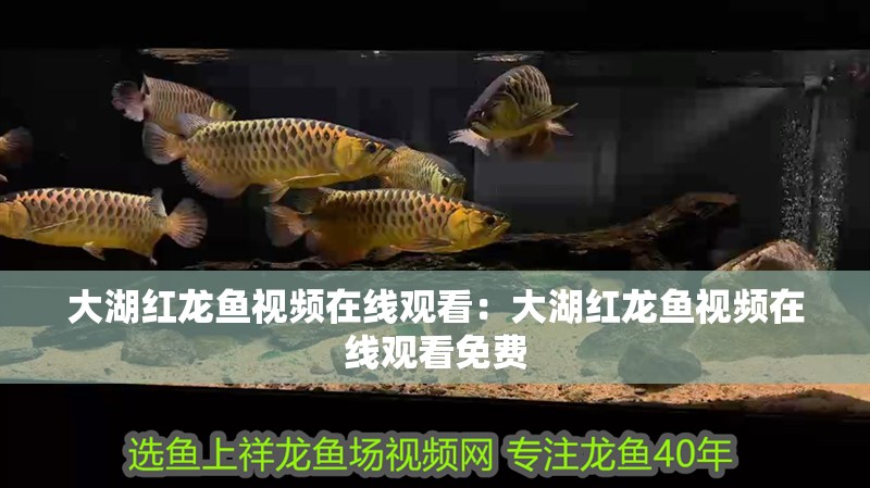 大湖紅龍魚視頻在線觀看：大湖紅龍魚視頻在線觀看免費