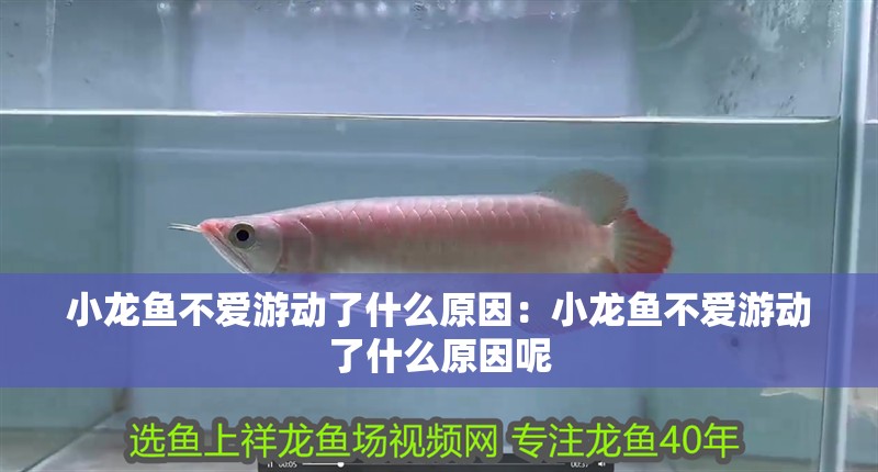 小龍魚不愛游動了什么原因：小龍魚不愛游動了什么原因呢