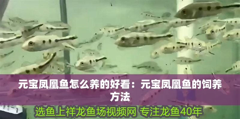 元寶鳳凰魚怎么養(yǎng)的好看：元寶鳳凰魚的飼養(yǎng)方法
