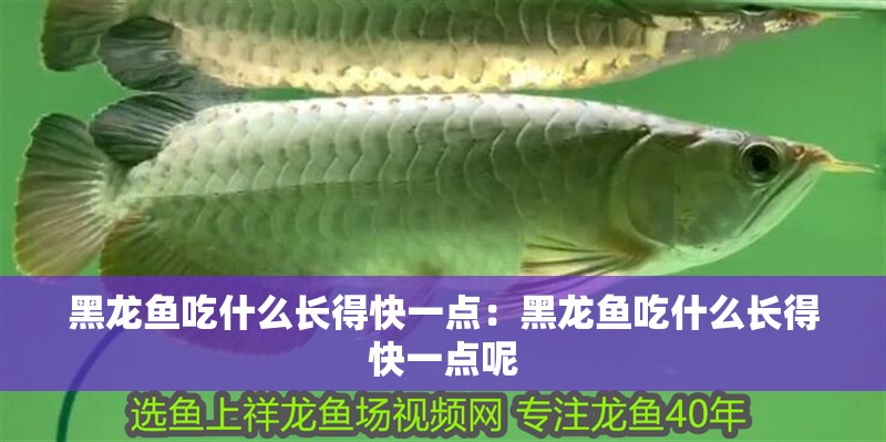 黑龍魚吃什么長得快一點(diǎn)：黑龍魚吃什么長得快一點(diǎn)呢