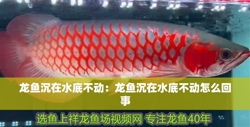 龍魚沉在水底不動：龍魚沉在水底不動怎么回事