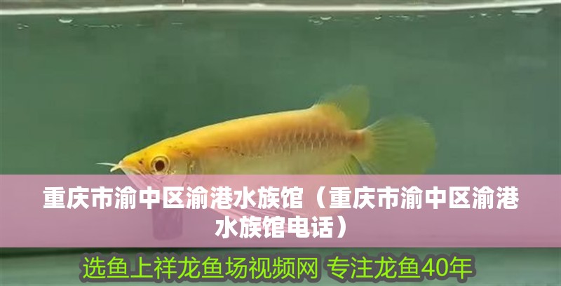 重慶市渝中區(qū)渝港水族館（重慶市渝中區(qū)渝港水族館電話）