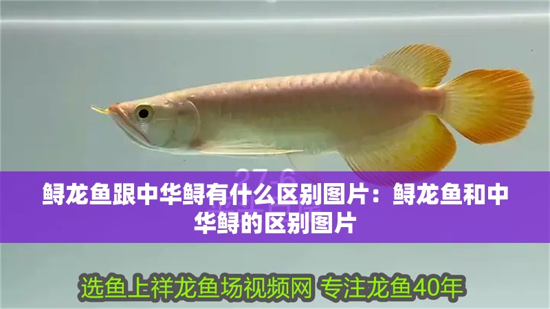魚缸水有水霉怎么處理掉