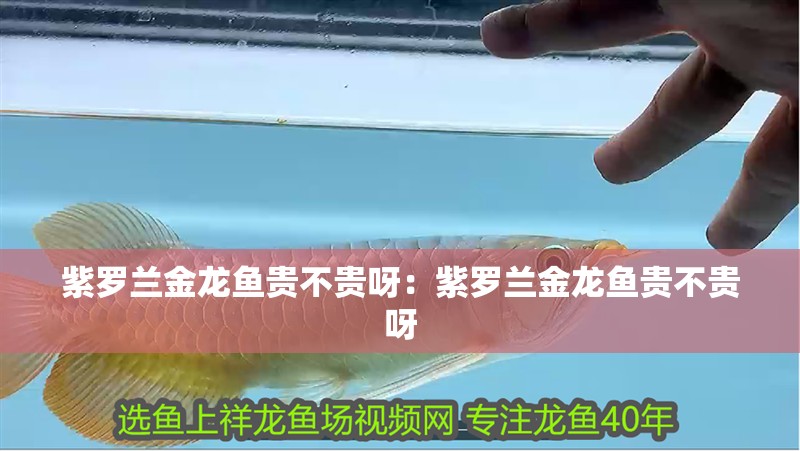 紫羅蘭金龍魚貴不貴呀：紫羅蘭金龍魚貴不貴呀