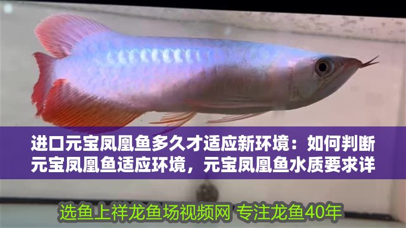 進口元寶鳳凰魚多久才適應新環境：如何判斷元寶鳳凰魚適應環境，元寶鳳凰魚水質要求詳解