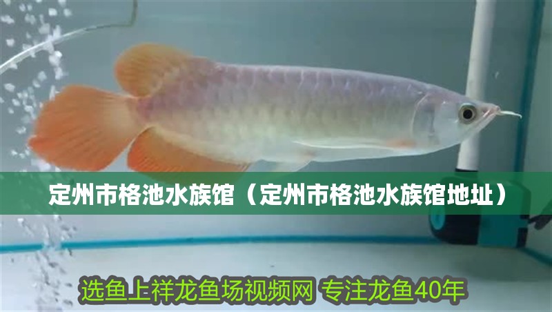 定州市格池水族館（定州市格池水族館地址）