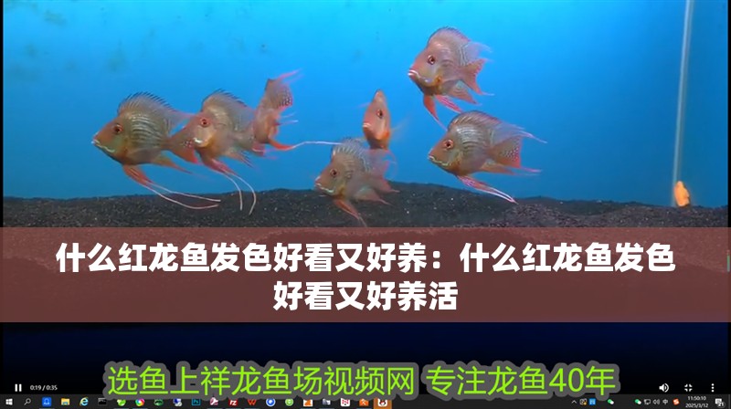 什么紅龍魚(yú)發(fā)色好看又好養(yǎng)：什么紅龍魚(yú)發(fā)色好看又好養(yǎng)活