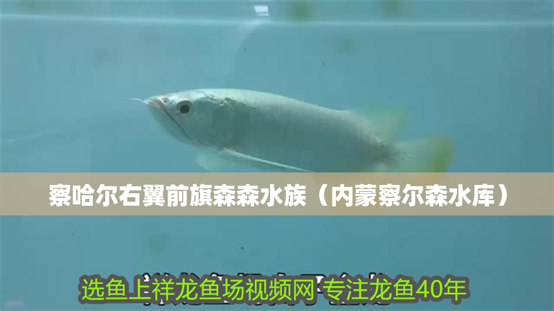 察哈爾右翼前旗森森水族（內(nèi)蒙察爾森水庫(kù)）