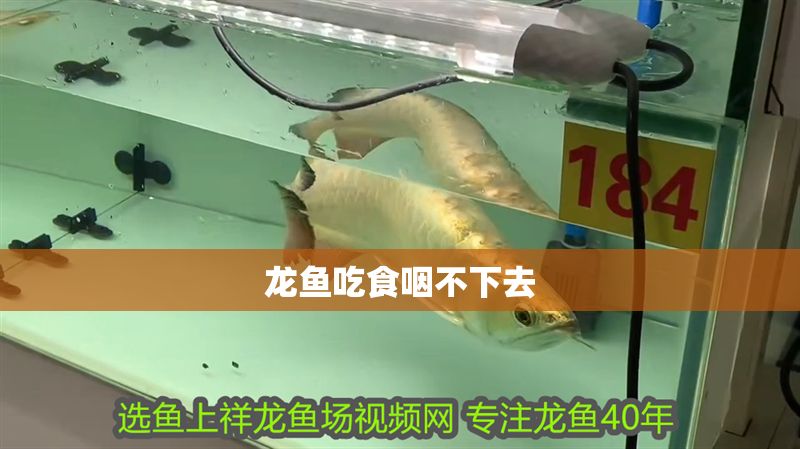龍魚吃食咽不下去