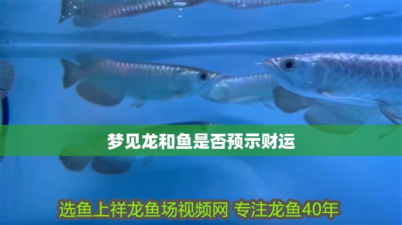 夢見龍和魚是否預示財運