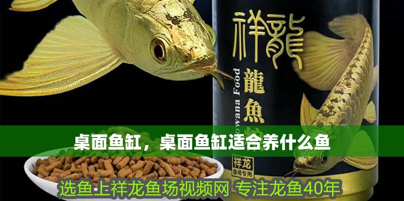 桌面魚缸，桌面魚缸適合養什么魚