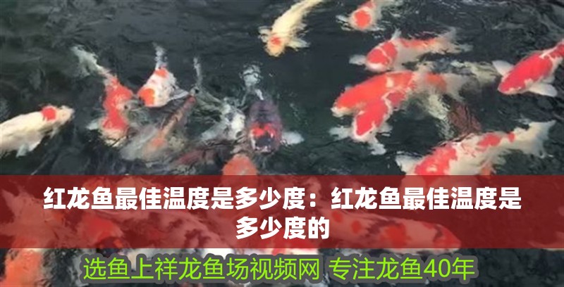 紅龍魚最佳溫度是多少度：紅龍魚最佳溫度是多少度的