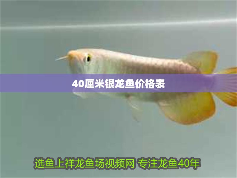40厘米銀龍魚價格表